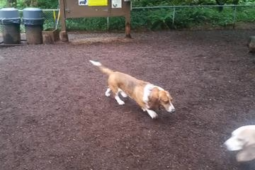 Northacres Park Off-Leash Area